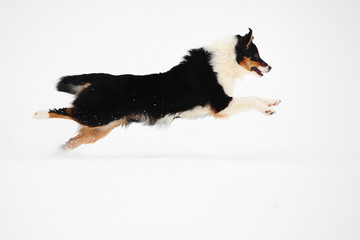 Australian Shepherd im Schnee
