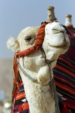 Head and neck of a camel decorated with colorful tassels