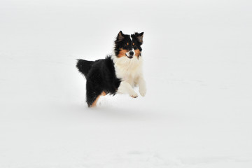 Australian Shepherd im Schnee