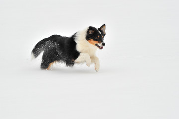 Australian Shepherd im Schnee