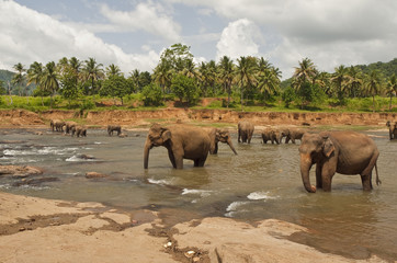 Fototapeta na wymiar słonie