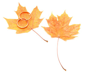 Wedding rings and maple leaves