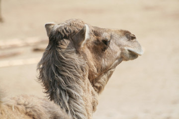Camel - obrazy, fototapety, plakaty