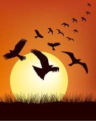 safari at sunrise