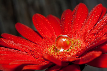 rote Gerbera mit Wassertropfen