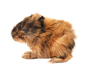 Baby guinea pig