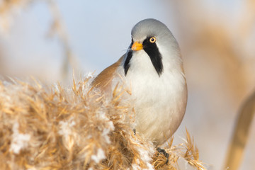 Bearded Tit - Reedling (Panurus Biarmicus) male