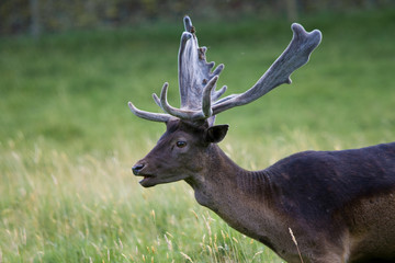 Naklejka na ściany i meble Deer with Antlers