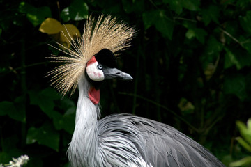 Crown crane © anilah