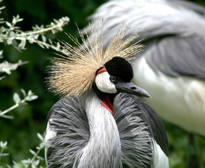 Crown crane © anilah