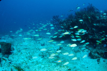 Schooling Striped Grunts on a reef in south east Florida.