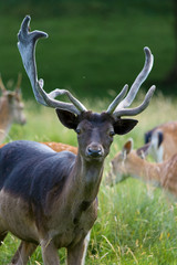 Deer with Antlers