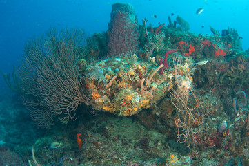 Fototapeta na wymiar Skład Reef z agregacją ryb.