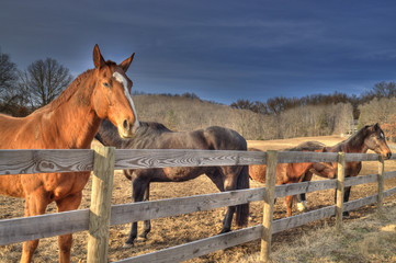 Fenced Horses