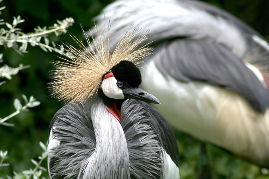 Crown crane