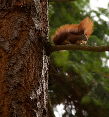 Red Squirrel Eating a Nut up a Tree