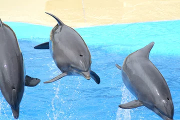 Fototapeten springende Delfine © anilah