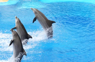 Schilderijen op glas springende dolfijnen © anilah