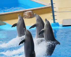 juming dolphins - obrazy, fototapety, plakaty