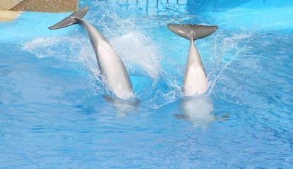 juming dolphins