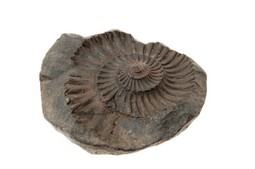 Ammonite Fossil Isolated on White Background