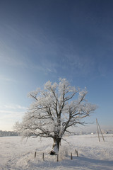 snowy oak tree