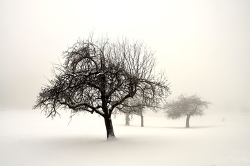Obraz zimowe drzewo