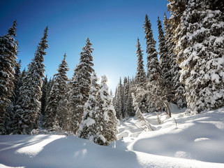 Winter landscape with fur-trees