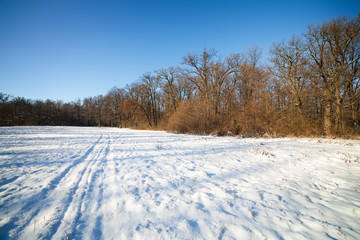 Obraz premium Winter forest landscape