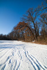 Winter forest landscape