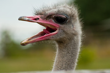 lustiges Porträt Afrikanischer Strauß (Struthio camelus) © dina