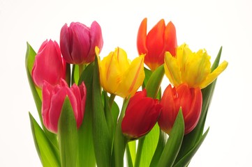Tulips - 28770198