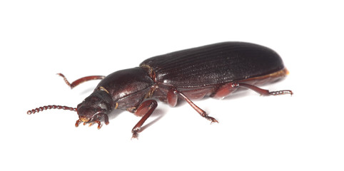 Flour beetle isolated on white background