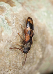 False darkling beetle (Melandryidae) sitting on tree