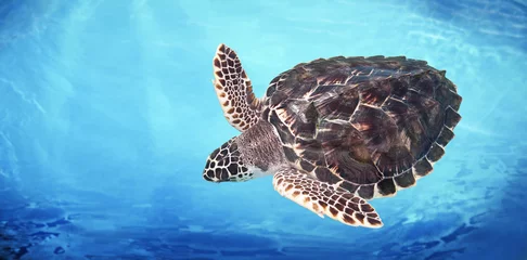 Afwasbaar Fotobehang Schildpad Groene zeeschildpad in het water