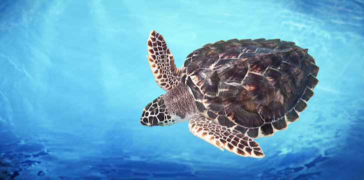 Green Sea Turtle in the water