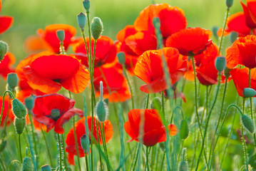 Obraz premium Poppy field