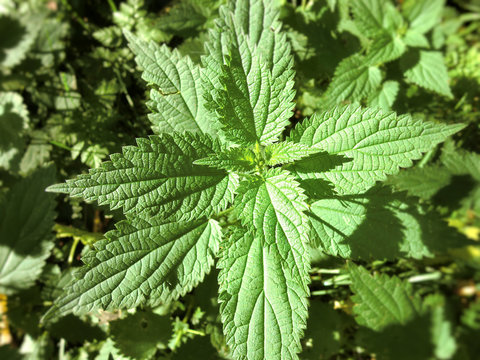 Stinging nettles -l (Urtica)