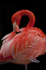 Fotobehang Flamingo Bird © Krzysztof Wiktor