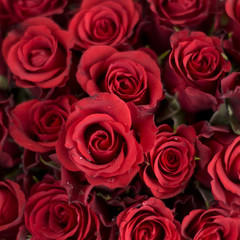 Rote Rosen