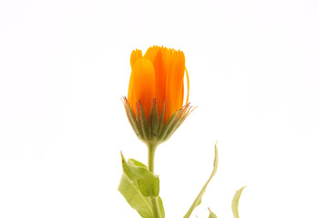 Fototapeta premium Flower