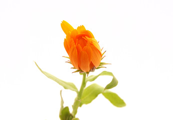 Fototapeta premium Flower