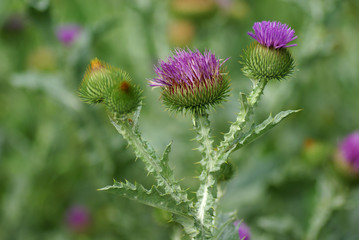 thistle flower, herb