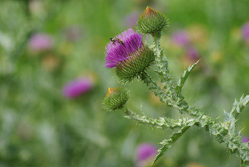 thistle flower, herb