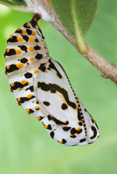 Crisalida de aurinia