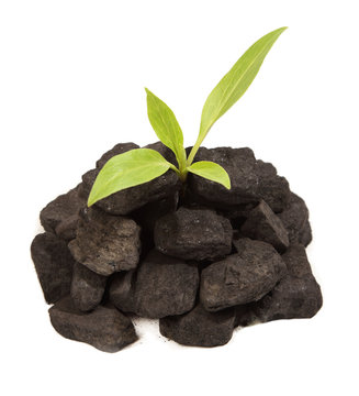 Plant Growing In Coal