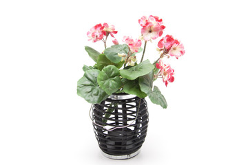 Geranien im Windlicht