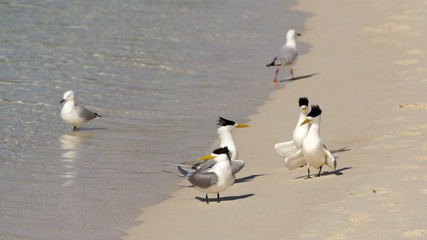 Crested Terns