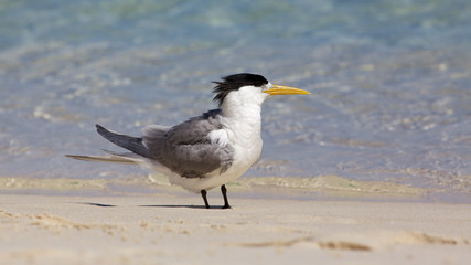 Crested Tern