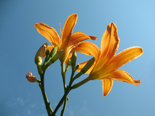 Blooming lily (Hemerocallis) against the sky